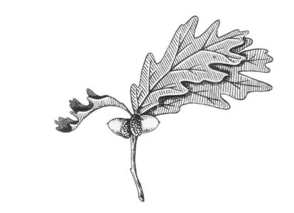 Food Foraging: Maple Syrup, Prickly Lettuce, and Calamus Image